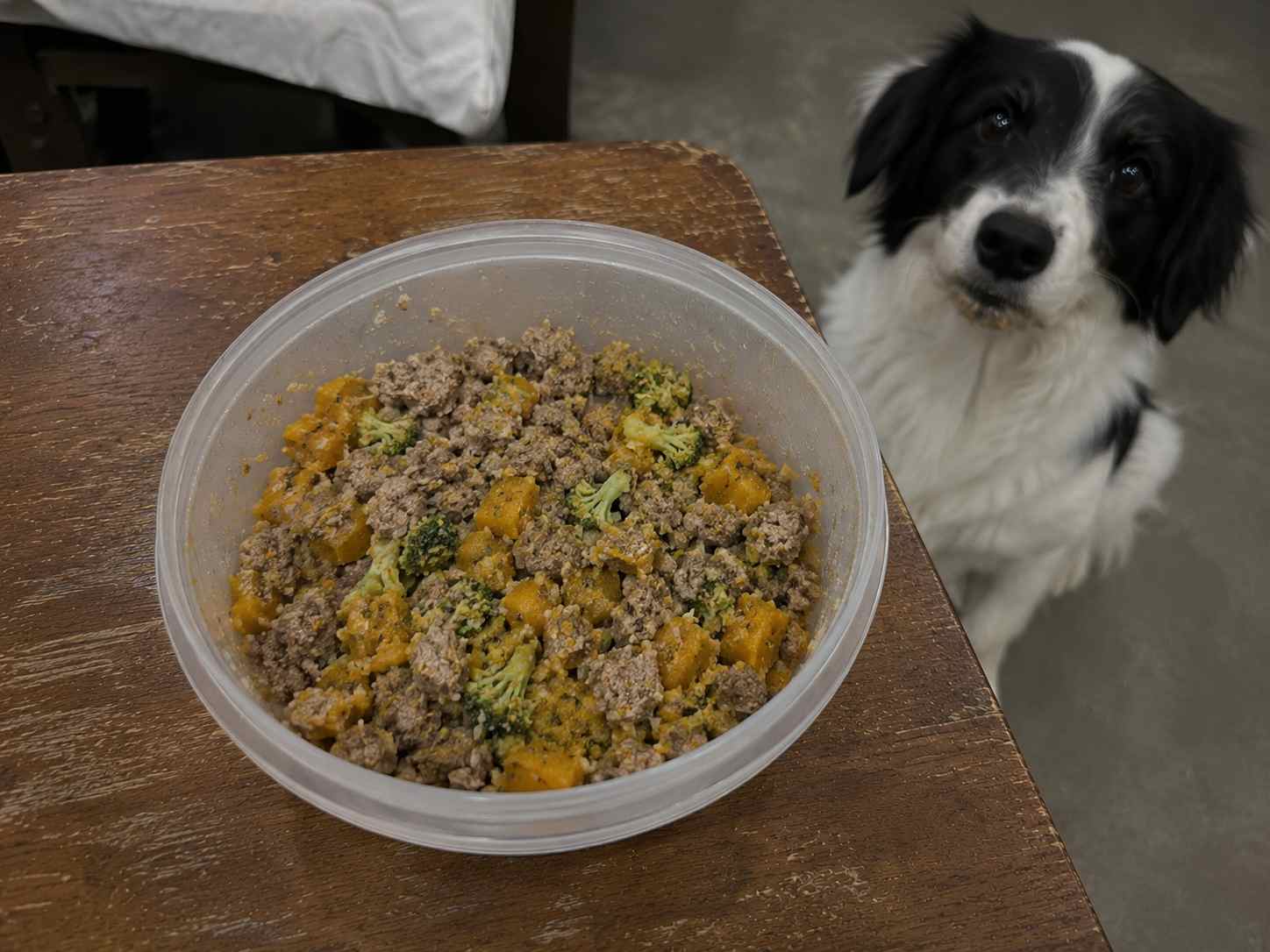 Perro junto a una preparación de comida natural